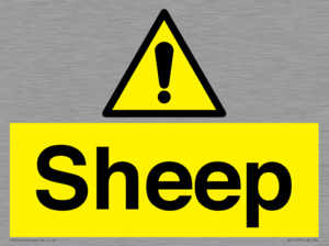 WV12090: Sheep