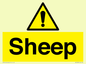 WV12090: Sheep