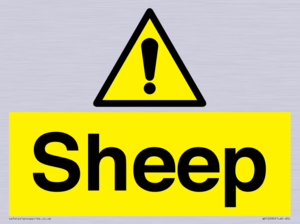 WV12090: Sheep