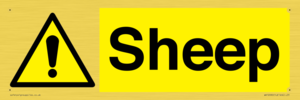 WV12090: Sheep