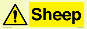 WV12090: Sheep
