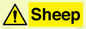 WV12090: Sheep