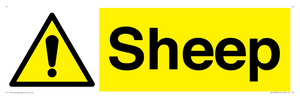 WV12090: Sheep