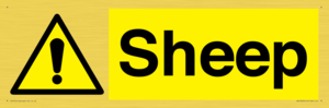 WV12090: Sheep