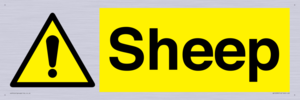 WV12090: Sheep