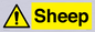WV12090: Sheep