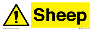 WV12090: Sheep
