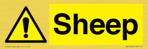 WV12090: Sheep