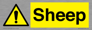 WV12090: Sheep