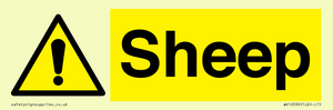 WV12090: Sheep