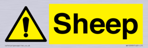 WV12090: Sheep