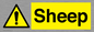 WV12090: Sheep