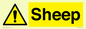 WV12090: Sheep