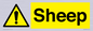 WV12090: Sheep