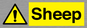 WV12090: Sheep