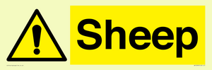 WV12090: Sheep