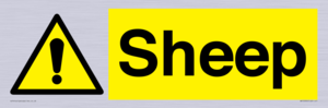 WV12090: Sheep