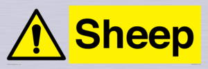 WV12090: Sheep
