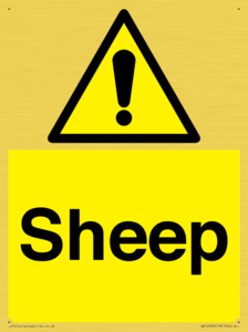 WV12090: Sheep
