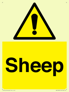 WV12090: Sheep