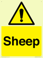 WV12090: Sheep