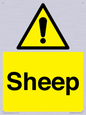 WV12090: Sheep