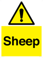 WV12090: Sheep