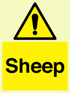 WV12090: Sheep