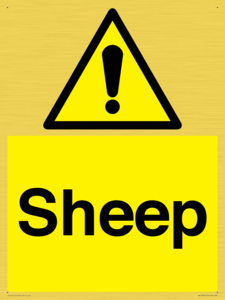 WV12090: Sheep
