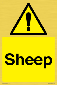 WV12090: Sheep