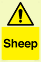 WV12090: Sheep