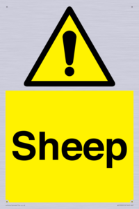 WV12090: Sheep