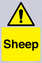 WV12090: Sheep