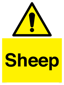 WV12090: Sheep
