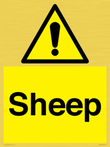 WV12090: Sheep