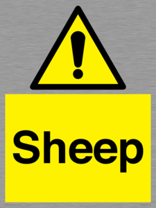 WV12090: Sheep