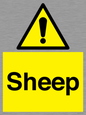 WV12090: Sheep