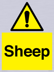 WV12090: Sheep