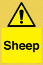 WV12090: Sheep