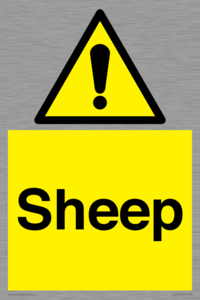 WV12090: Sheep