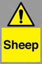 WV12090: Sheep