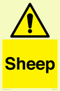 WV12090: Sheep