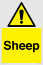 WV12090: Sheep