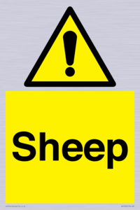 WV12090: Sheep