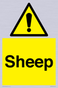 WV12090: Sheep