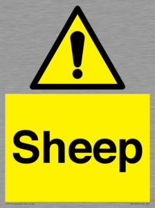 WV12090: Sheep