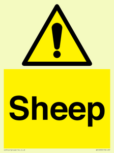 WV12090: Sheep