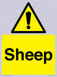 WV12090: Sheep