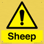 WV12090: Sheep