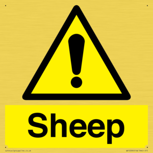 WV12090: Sheep